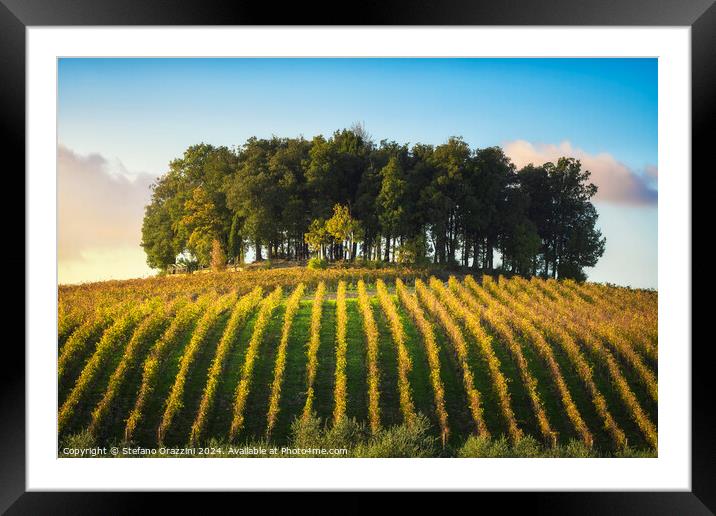 Group of trees on a hill above a vineyard. Chianti region. Italy Framed Mounted Print by Stefano Orazzini