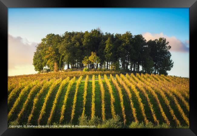 Group of trees on a hill above a vineyard. Chianti region. Italy Framed Print by Stefano Orazzini