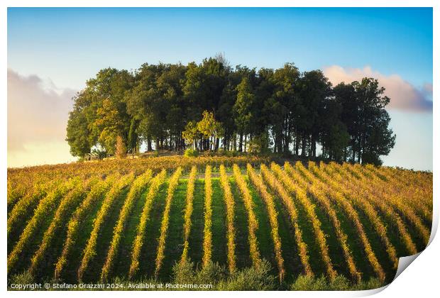 Group of trees on a hill above a vineyard. Chianti region. Italy Print by Stefano Orazzini