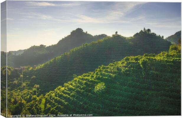 Vineyards of Prosecco hills at sunset. Italy Canvas Print by Stefano Orazzini