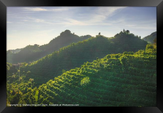 Vineyards of Prosecco hills at sunset. Italy Framed Print by Stefano Orazzini