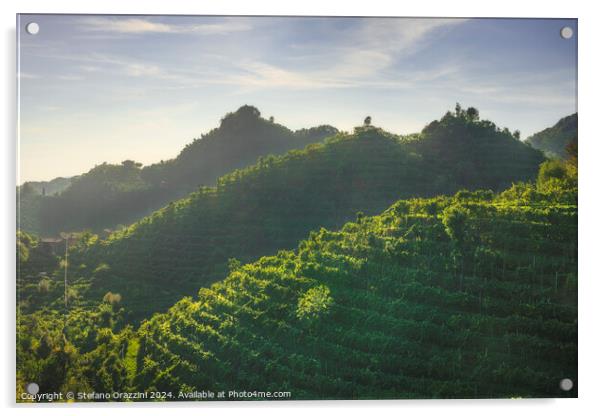 Vineyards of Prosecco hills at sunset. Italy Acrylic by Stefano Orazzini