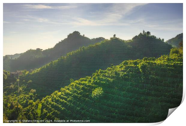 Vineyards of Prosecco hills at sunset. Italy Print by Stefano Orazzini