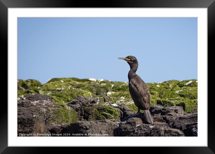 Shag on the rocks Framed Mounted Print by Ironbridge Images
