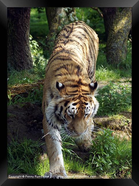 tiger prowling colour Framed Print by Elouera Photography