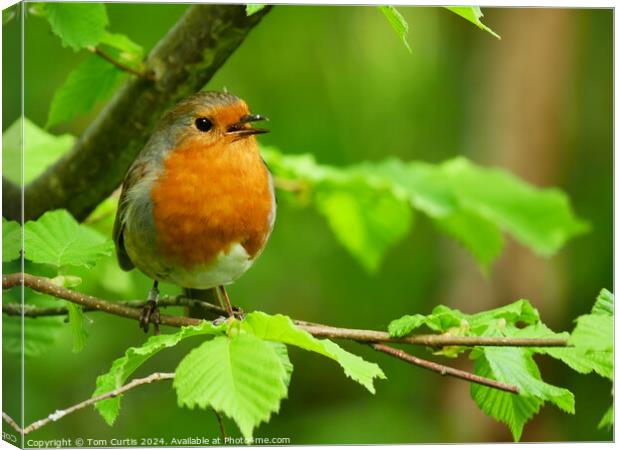 Robin perched on a tree branch Canvas Print by Tom Curtis