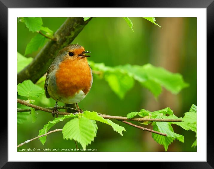 Robin perched on a tree branch Framed Mounted Print by Tom Curtis