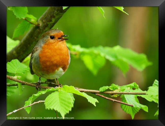 Robin perched on a tree branch Framed Print by Tom Curtis