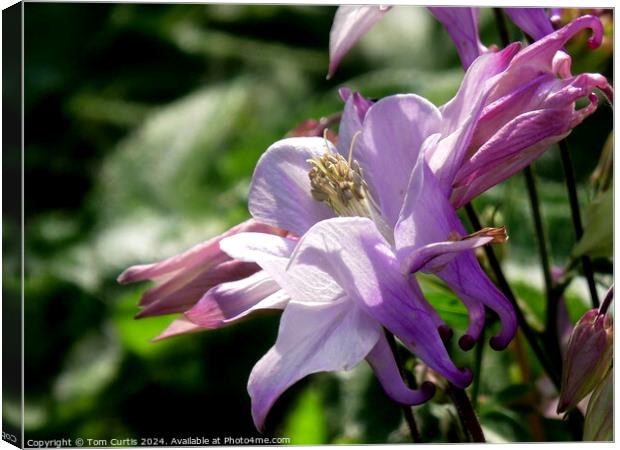 Aquilegia flower Canvas Print by Tom Curtis