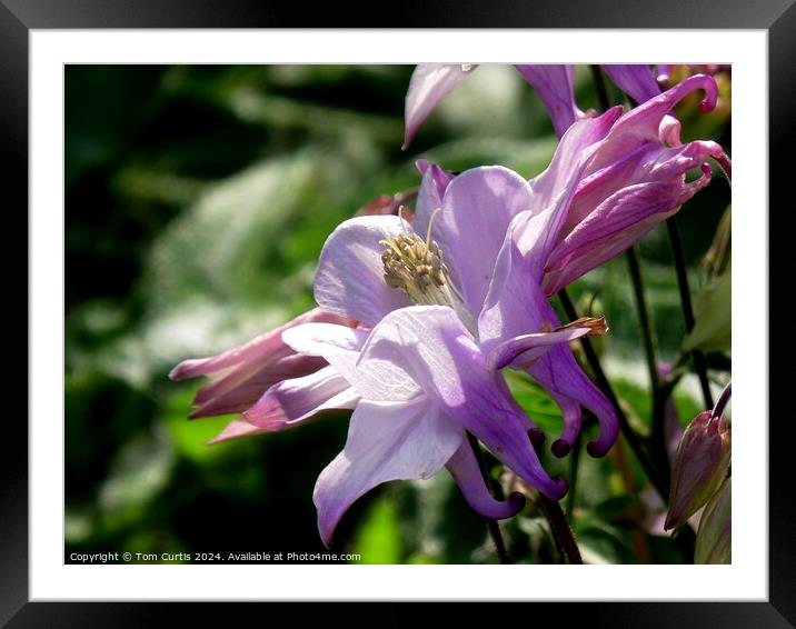 Aquilegia flower Framed Mounted Print by Tom Curtis