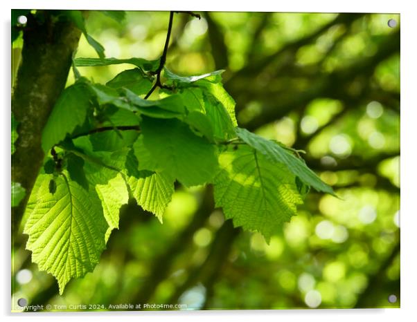 Hazelnut Leaves Acrylic by Tom Curtis