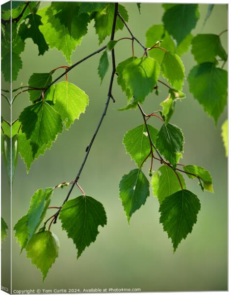 Silver Birch Leaves Canvas Print by Tom Curtis
