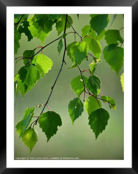 Silver Birch Leaves Framed Mounted Print by Tom Curtis
