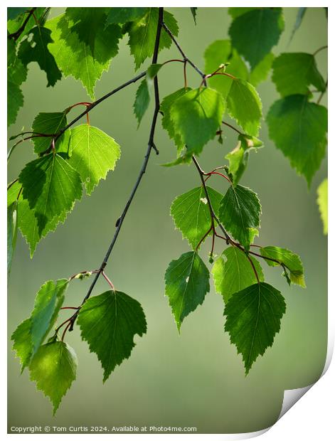 Silver Birch Leaves Print by Tom Curtis