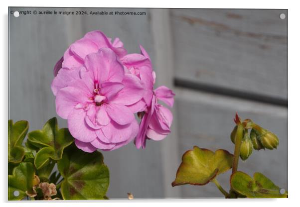 Purple geranium flowers Acrylic by aurélie le moigne