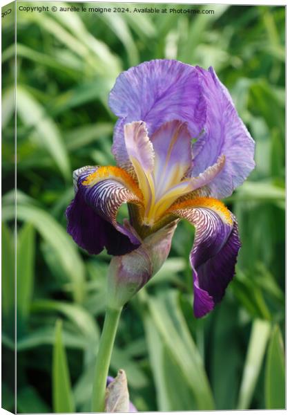 Iris flower in a garden Canvas Print by aurélie le moigne