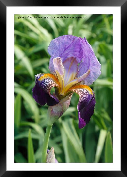 Iris flower in a garden Framed Mounted Print by aurélie le moigne