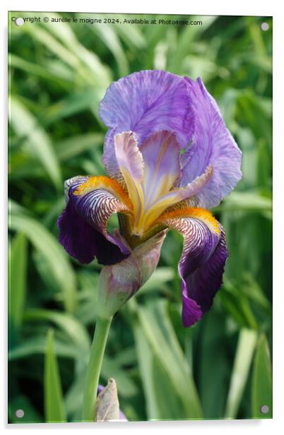 Iris flower in a garden Acrylic by aurélie le moigne