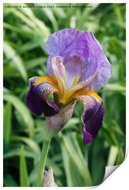 Iris flower in a garden Print by aurélie le moigne