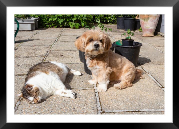Lhasa Apso dog and cat in a garden Framed Mounted Print by aurélie le moigne