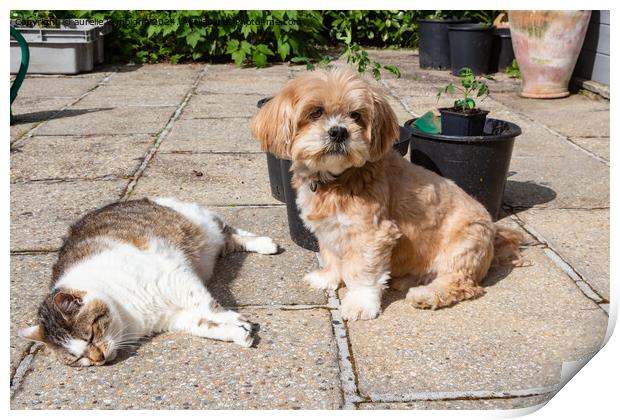 Lhasa Apso dog and cat in a garden Print by aurélie le moigne