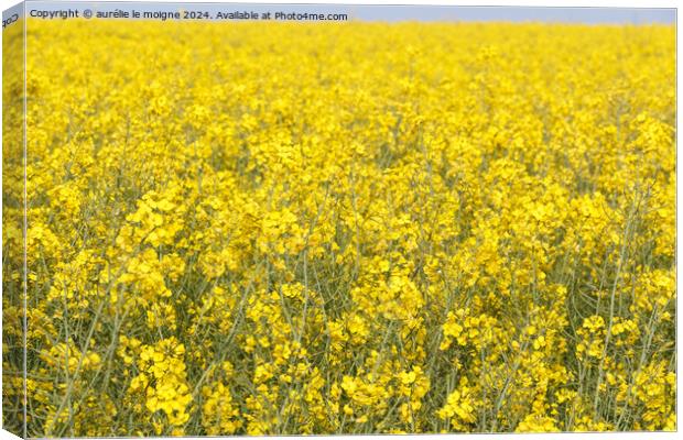 Field of canola in Brittany Canvas Print by aurélie le moigne