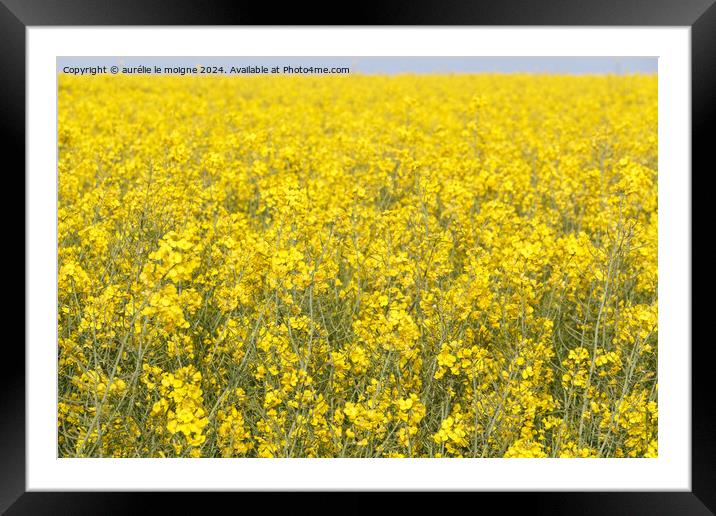 Field of canola in Brittany Framed Mounted Print by aurélie le moigne