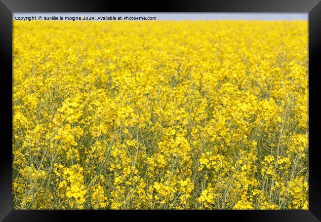 Field of canola in Brittany Framed Print by aurélie le moigne