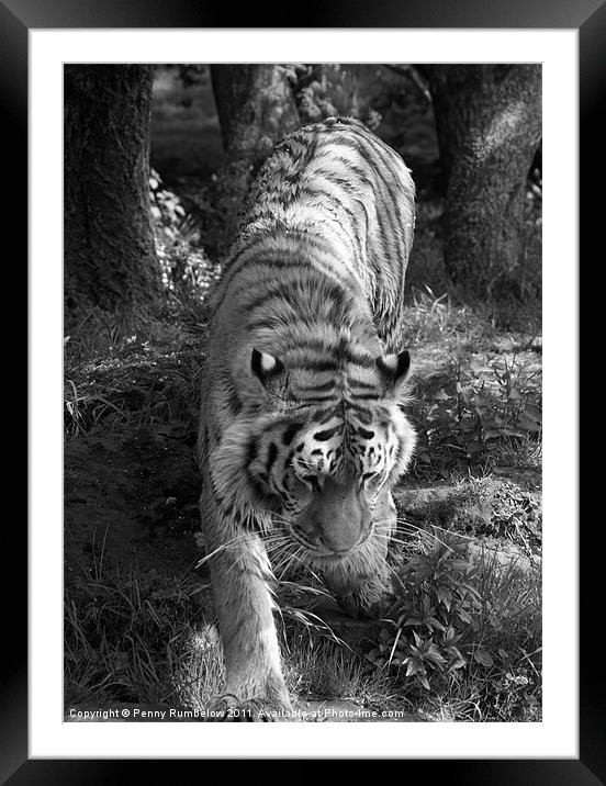 tiger prowling Framed Mounted Print by Elouera Photography