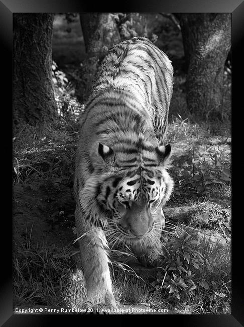 tiger prowling Framed Print by Elouera Photography