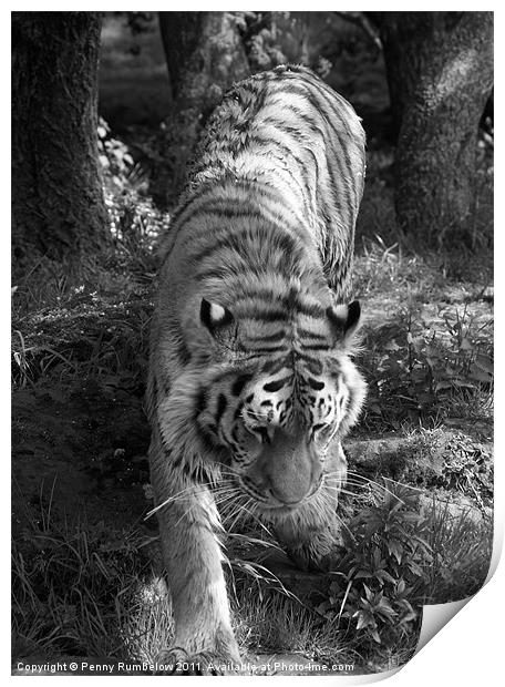 tiger prowling Print by Elouera Photography