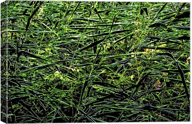 Grasses, neon paint effect Canvas Print by Paul Boizot
