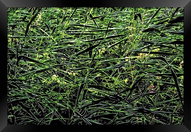 Grasses, neon paint effect Framed Print by Paul Boizot