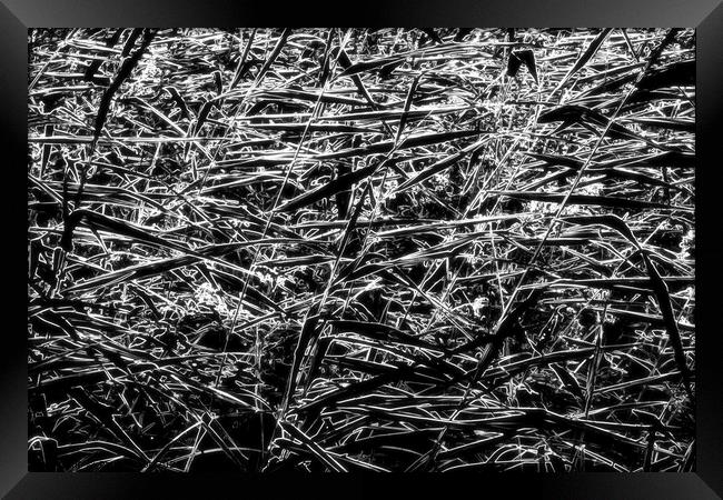 Grasses, mono neon Framed Print by Paul Boizot