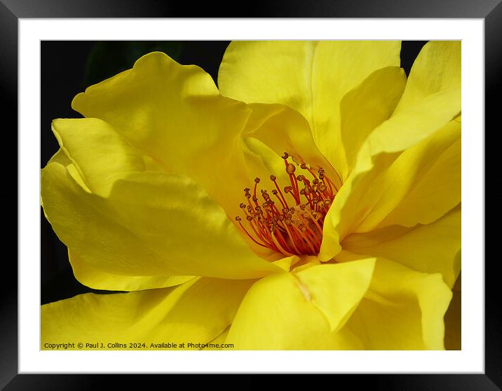 Rosa 'Golden Showers' Framed Mounted Print by Paul J. Collins