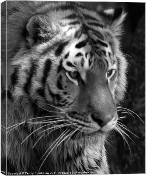 tiger head Canvas Print by Elouera Photography