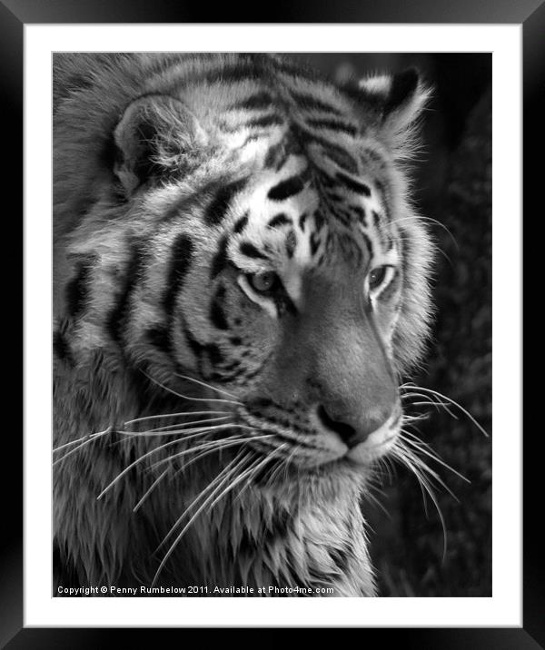 tiger head Framed Mounted Print by Elouera Photography