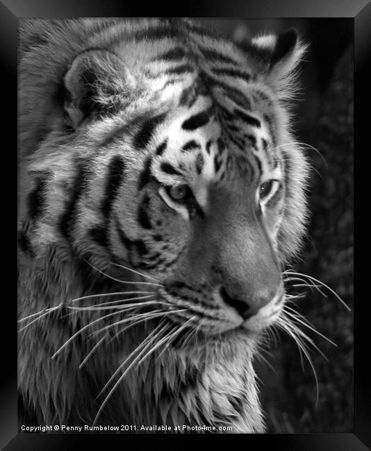 tiger head Framed Print by Elouera Photography