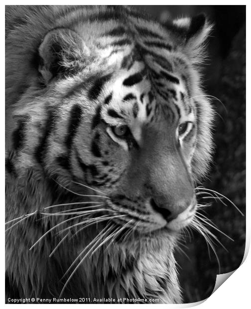 tiger head Print by Elouera Photography