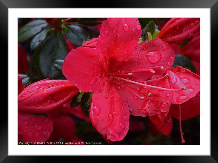 Azalea japonica 'Madame Galle' Framed Mounted Print by Paul J. Collins
