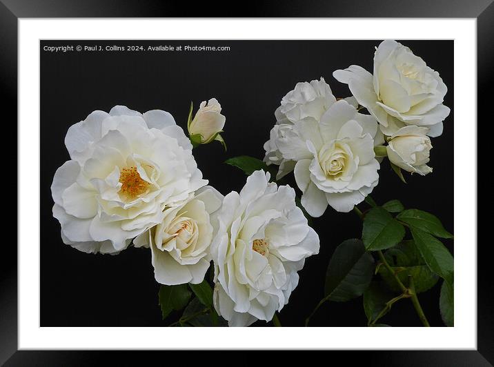 Rosa 'Iceberg' climber Framed Mounted Print by Paul J. Collins