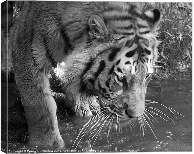 Tiger drinking Canvas Print by Elouera Photography