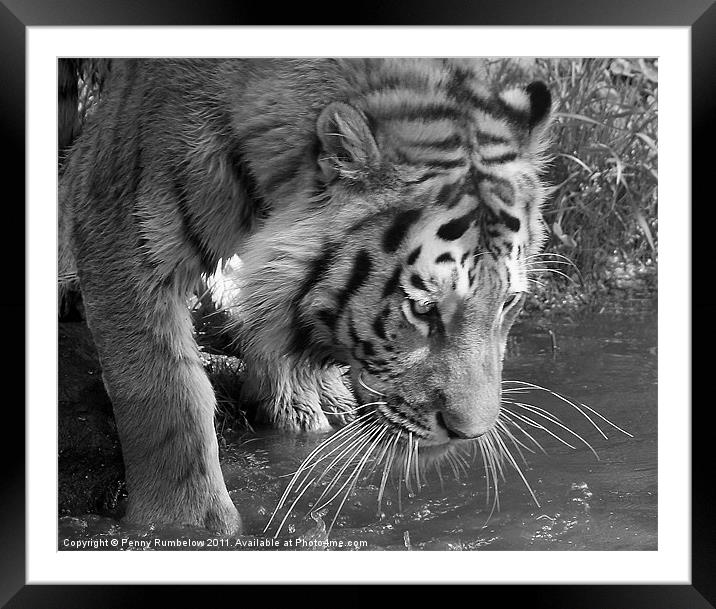 Tiger drinking Framed Mounted Print by Elouera Photography