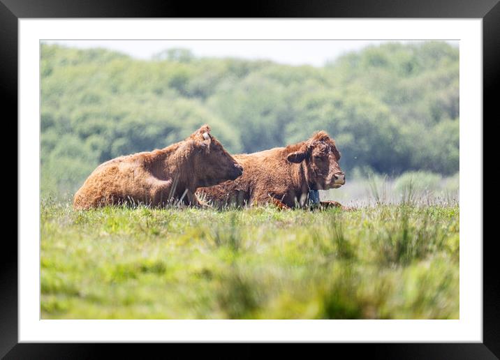 Brown Cows Framed Mounted Print by kathy white