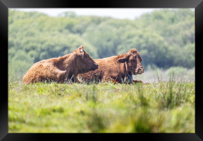 Brown Cows Framed Print by kathy white