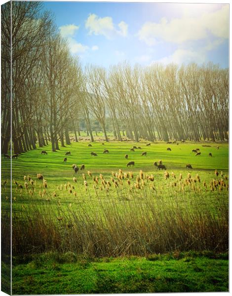 Outdoor grass Canvas Print by Cristina Chilian