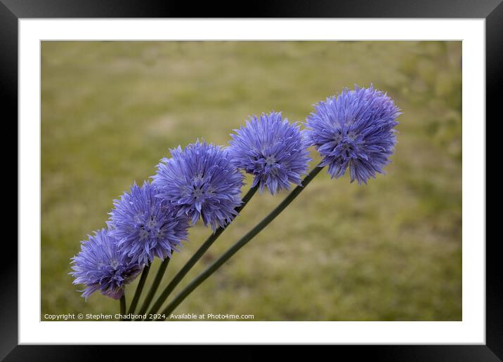 Purple chive flowers Framed Mounted Print by Stephen Chadbond