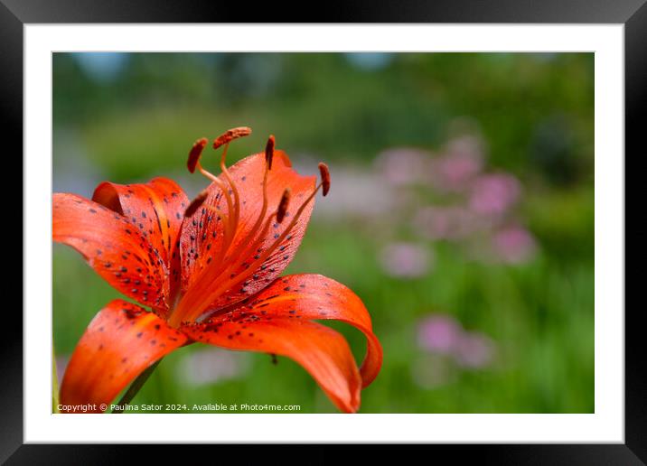 Orange tiger lily flower Framed Mounted Print by Paulina Sator