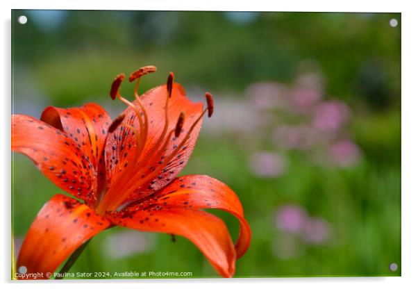 Orange tiger lily flower Acrylic by Paulina Sator