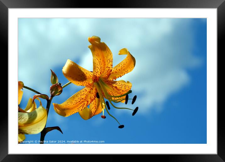 Yellow and blue Framed Mounted Print by Paulina Sator